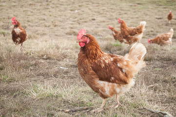 Naklejka na ściany i meble poulets dans un élevage en plein air