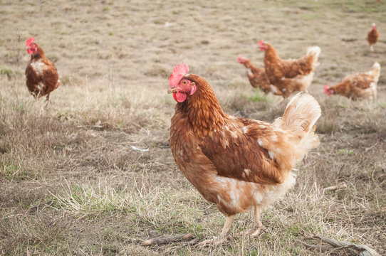 poulets dans un élevage en plein air