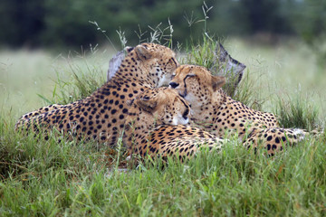 The cheetah  (Acinonyx jubatus), also known as the hunting leopard, three brothers from delta