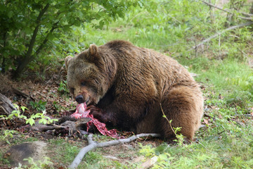 Eurasian brown bear (Ursus arctos arctos) feeding on prey, roe deer