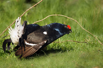 The black grouse or blackgame or blackcock (Tetrao tetrix), male at mating call