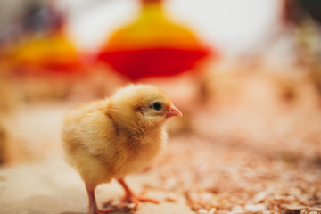 Little yellow chick in chicken farm. 