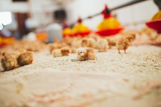 Little yellow chicks in chicken farm. 