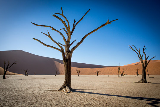 Dead Tree Namibia Desert