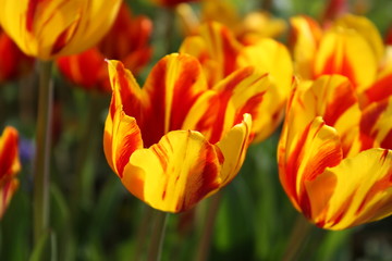 Striped tulips