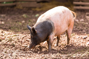 Healthy Pig on Organic Farm