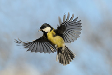 Flying Great Tit in bright autumn day - 127106634