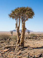 Quiver Tree