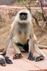 Gray langur sitting in Jaigarh Fort near Jaipur, Rajasthan, Indi