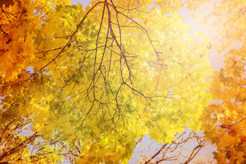 Falls Colors Autumn background