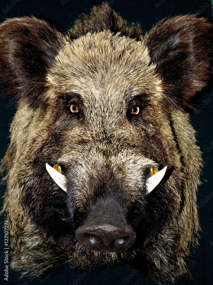 Wall mural male wild boar portrait