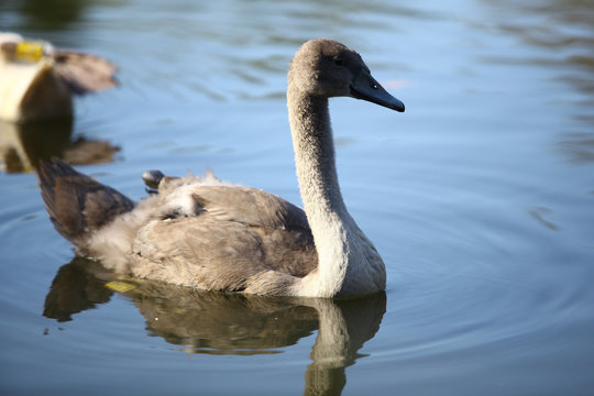 Łabędź niemy