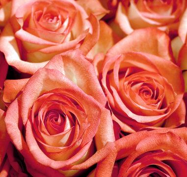 Pink rose, Background image of pink roses