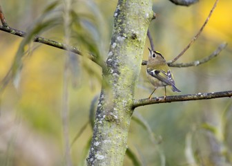 Goldcrest (Regulus Regulus)