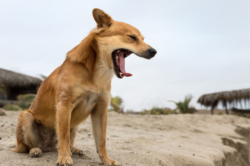 Chiqui yawning 