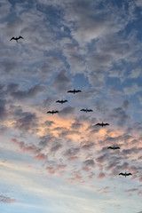 Pelicans flying in V formation II