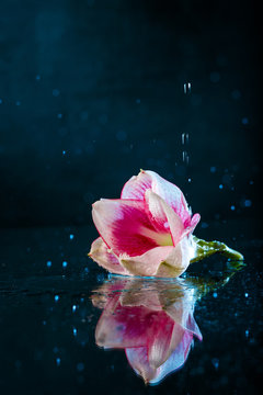 Fototapeta Pink flower with water drops over dark blue background.