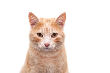 Portrait of a red cat on a white background