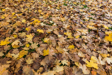 Field of autumn coloured maple leaves