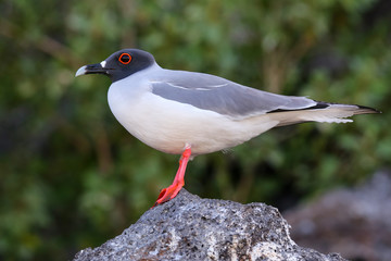 Naklejka premium Swallow-tailed Gull on Genovesa island, Galapagos National Park,