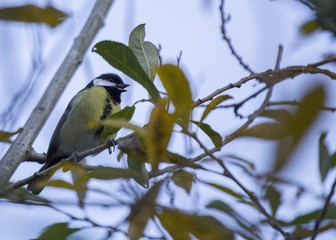 Great Tit (Parus major)
