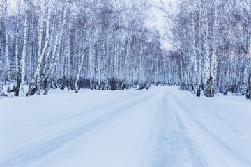 Fototapeta premium Road to winter birch forest