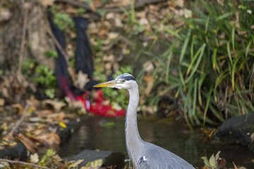 Grey Heron (Ardea cinerea)