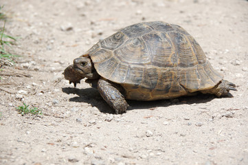 Tortoise on the path