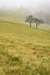 Obraz premium Two trees in the meadow