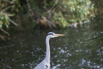 Grey Heron (Ardea cinerea)