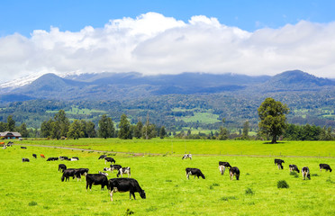 Cows in the Alpine meadow