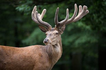 Naklejka na ściany i meble Close Portrait of Red Deer (Cervus elaphus)