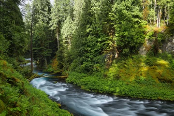 Foto auf Acrylglas McKenzie River Oregon. © estivillml