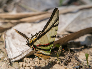 Colorful butterflies in the jungle