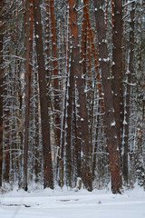 Fototapeta premium Background with the image of a winter forest