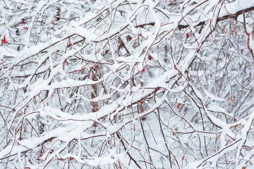 Background with the image of a winter forest