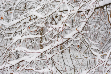 Background with the image of a winter forest