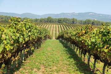 Fototapeta na wymiar Landscape with autumn vineyards and farms
