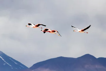 Photo sur Plexiglas Flamant Flying flamingos