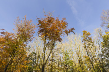 Treetops In Autumn