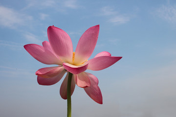 Lotus flower on sky background