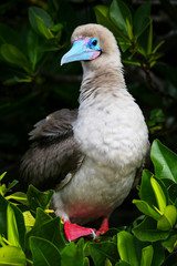 Red-footed booby on Genovesa island, Galapagos National Park, Ec