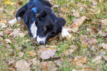 Mixed breed black dog playing with stick in the autumn park