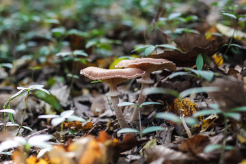 Forest mushrooms in the grass