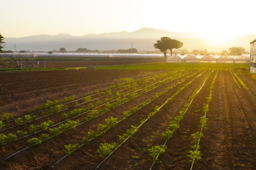 agricoltura biologica