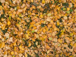 Autumn