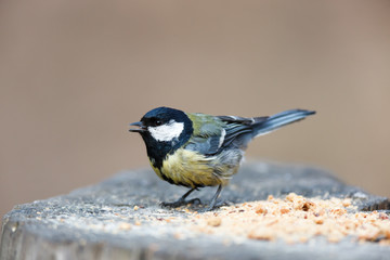 Obraz premium Great Tit (Parus major)