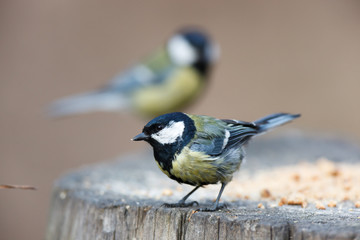 Obraz premium Great Tit (Parus major)