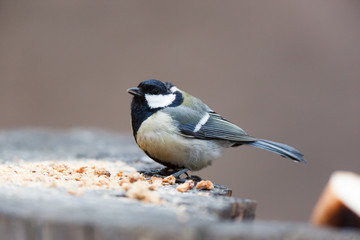 Great Tit (Parus major)