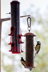 Great Tit (Parus major)